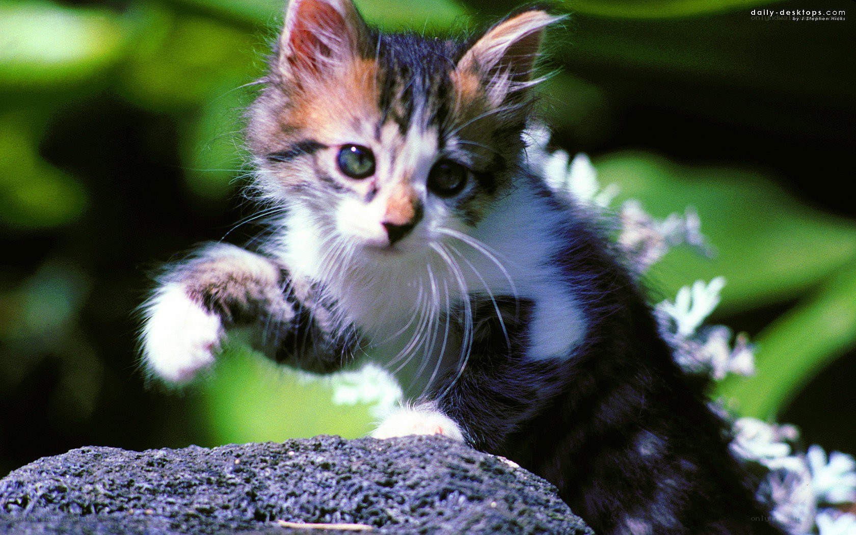 kitten reaching out