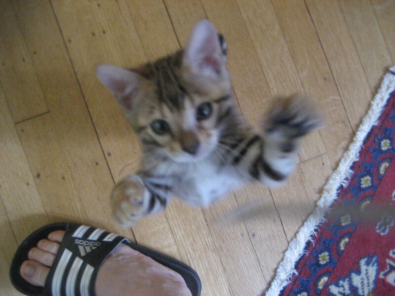 kitten reaching up at camera