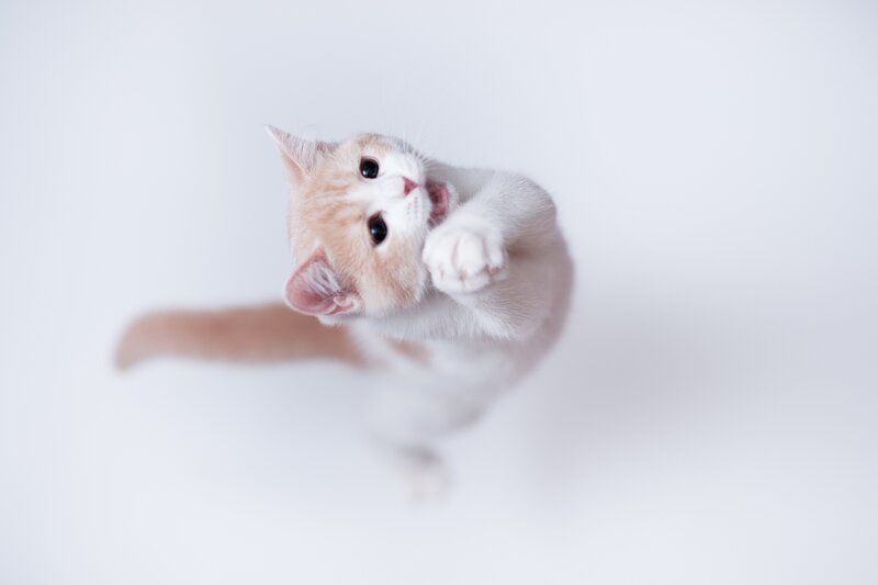 kitten reaching up