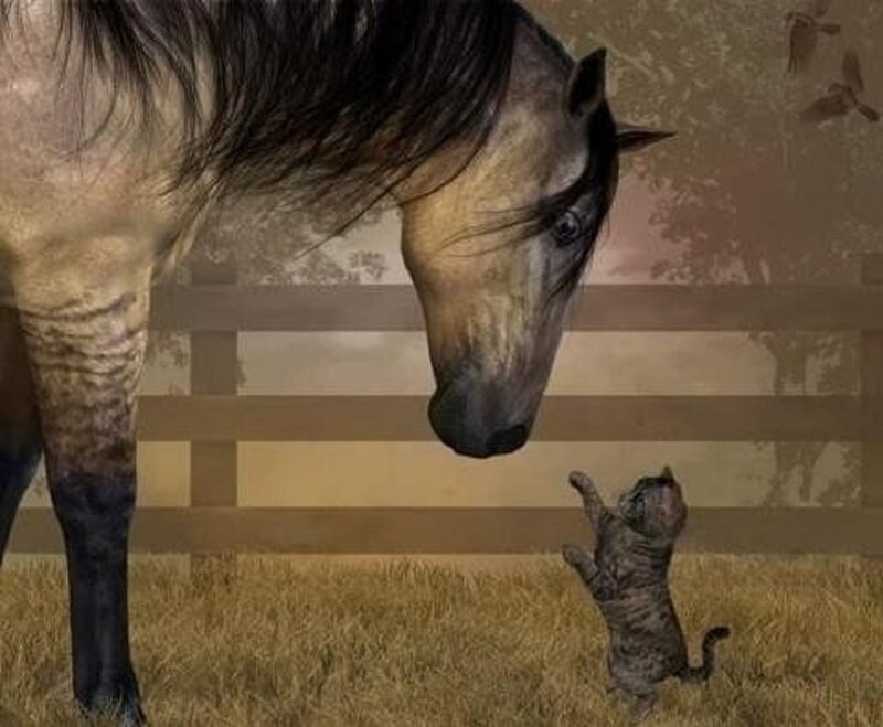 Kitten Reaching Up to Horse