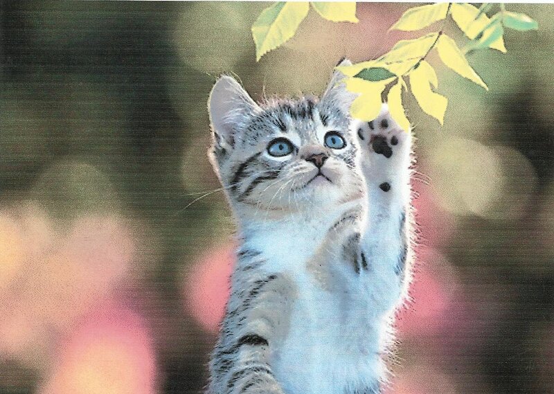 Kitten Reaching Up — White