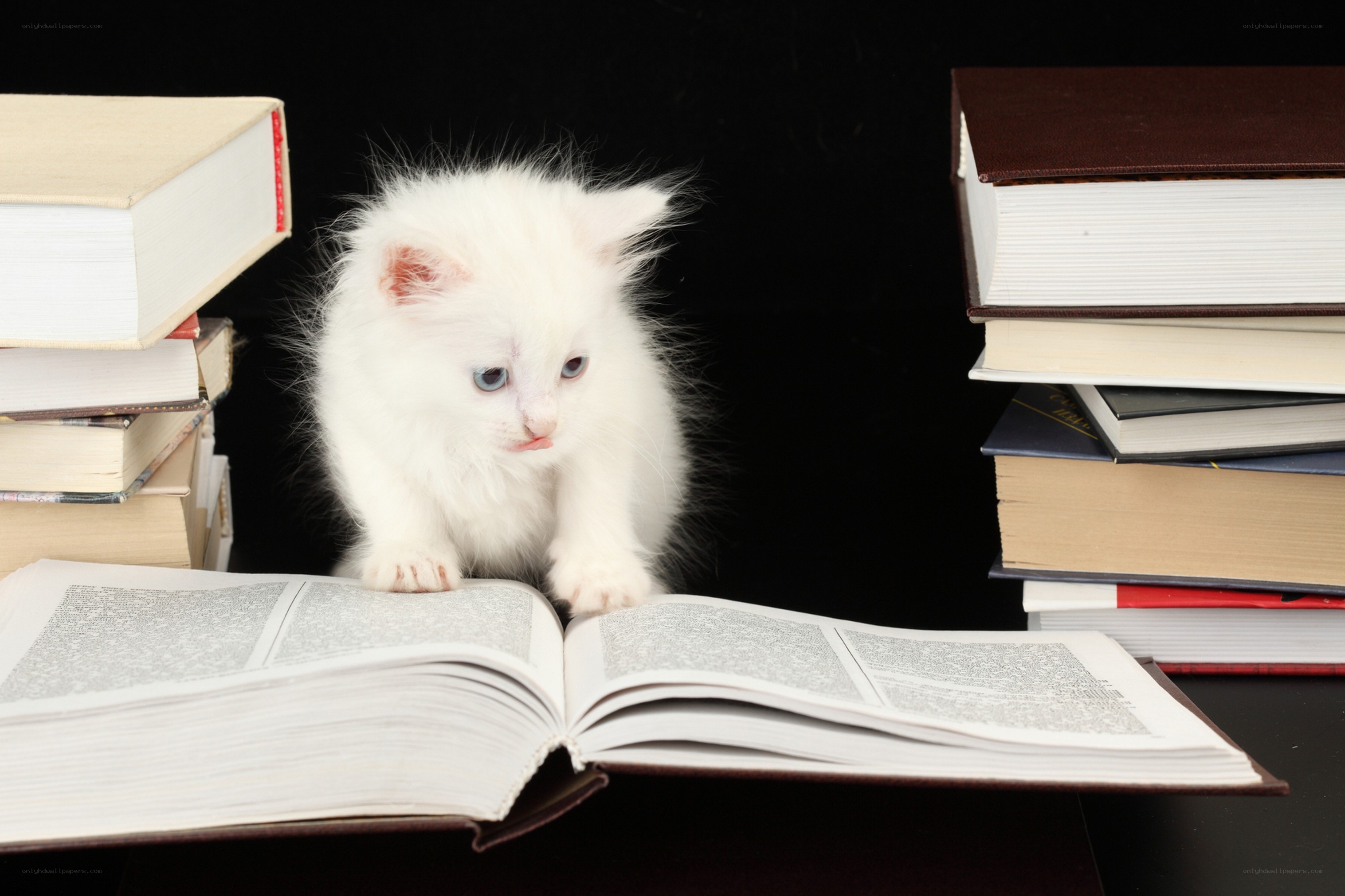 kitten reading a book