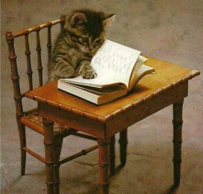 Kitten Reading Book — Brown, Calm