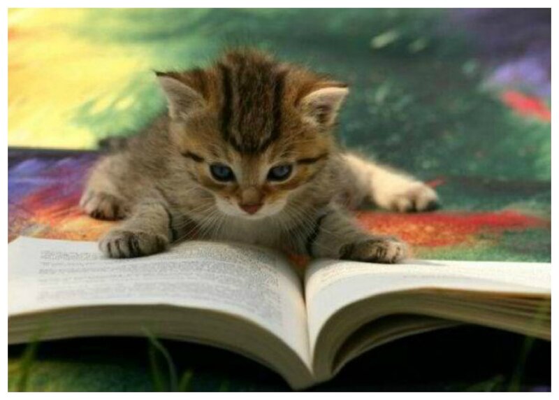 Kitten Reading Book — Brown