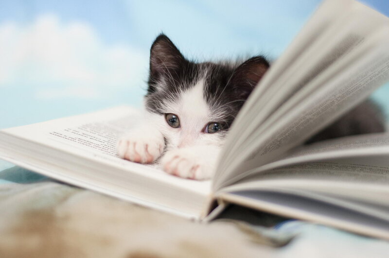 Kitten Reading Book — White