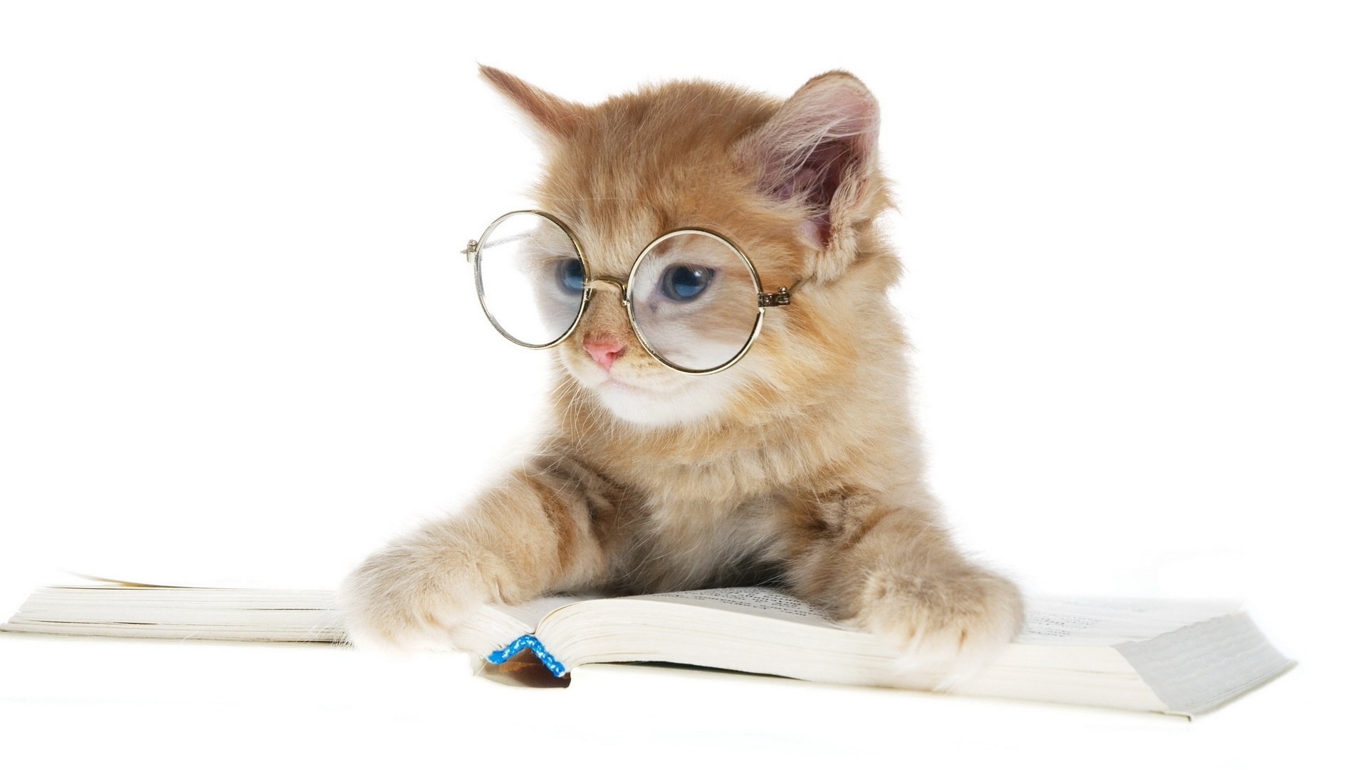 kitten reading book