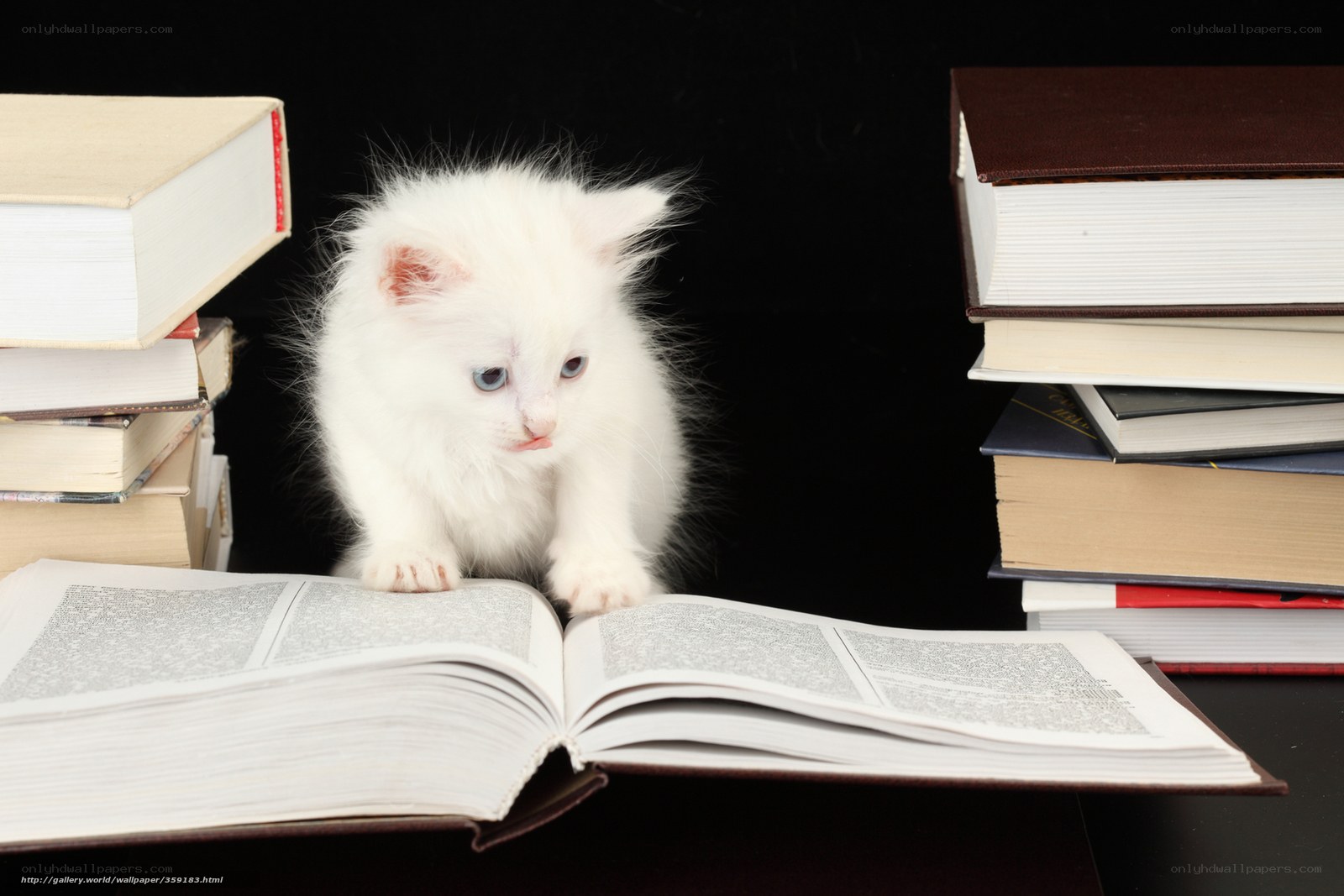 kitten reading books