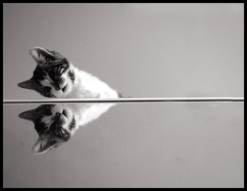 kitten reflection in mirror