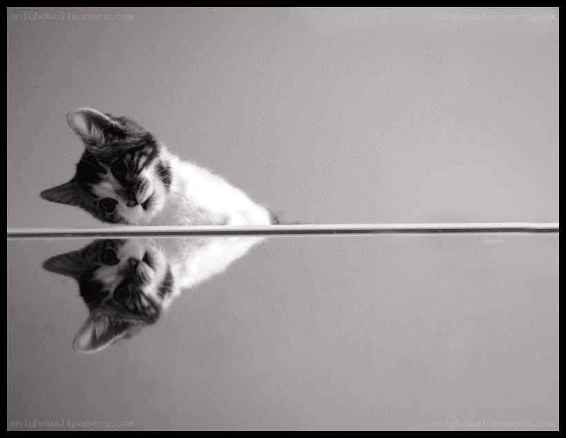 kitten reflection in mirror