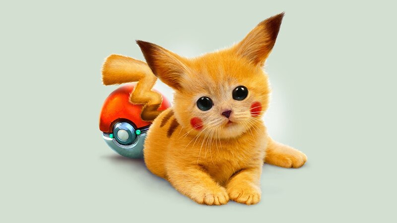 Kitten Resembling Pikachu