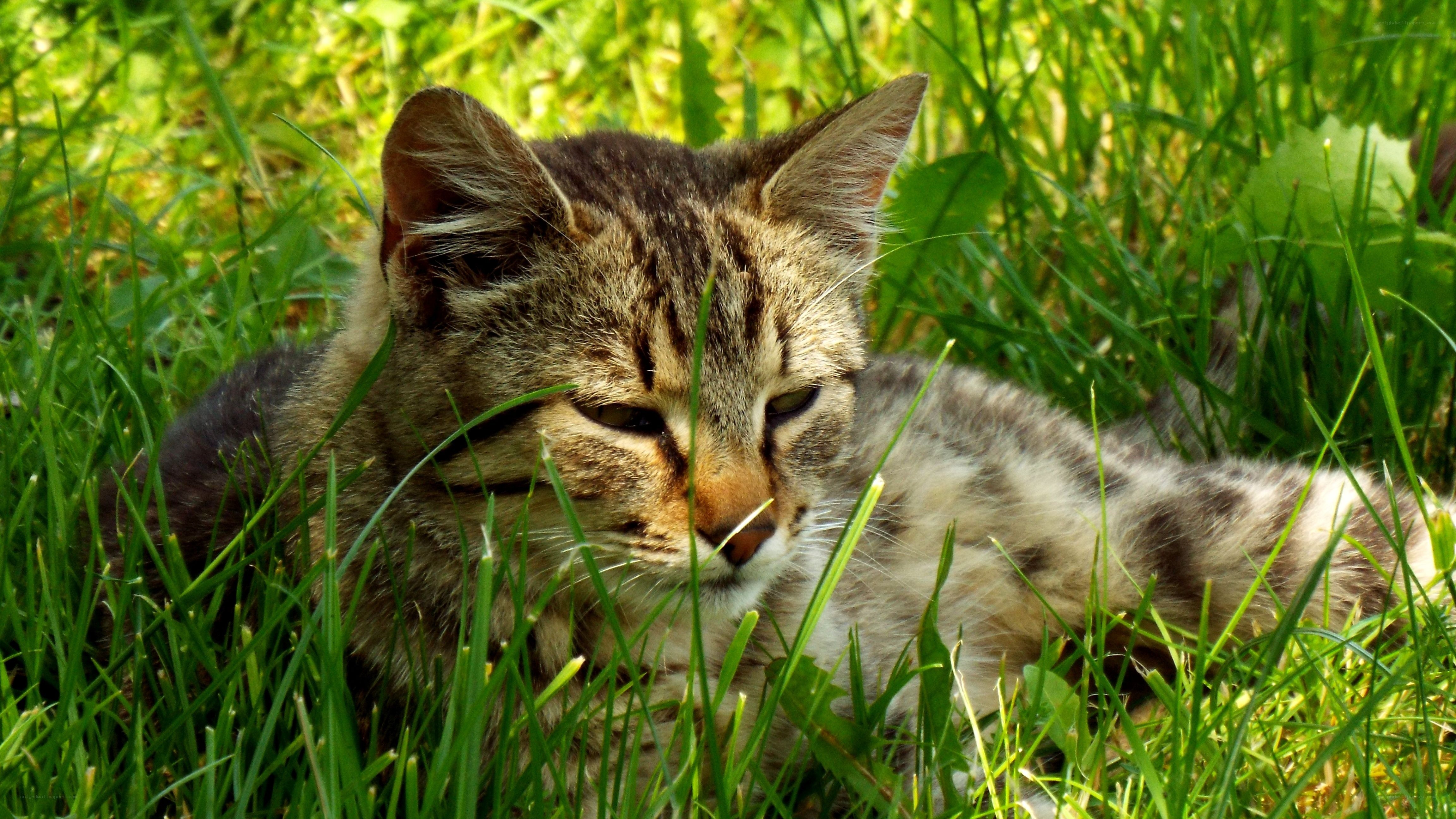 kitten resting in grass