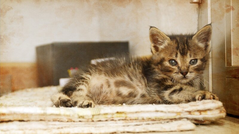 kitten resting on a blanket