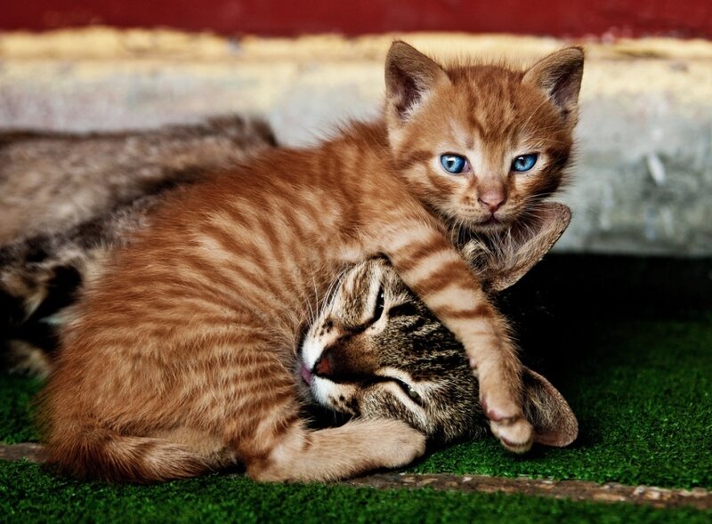 Kitten resting on adult cat