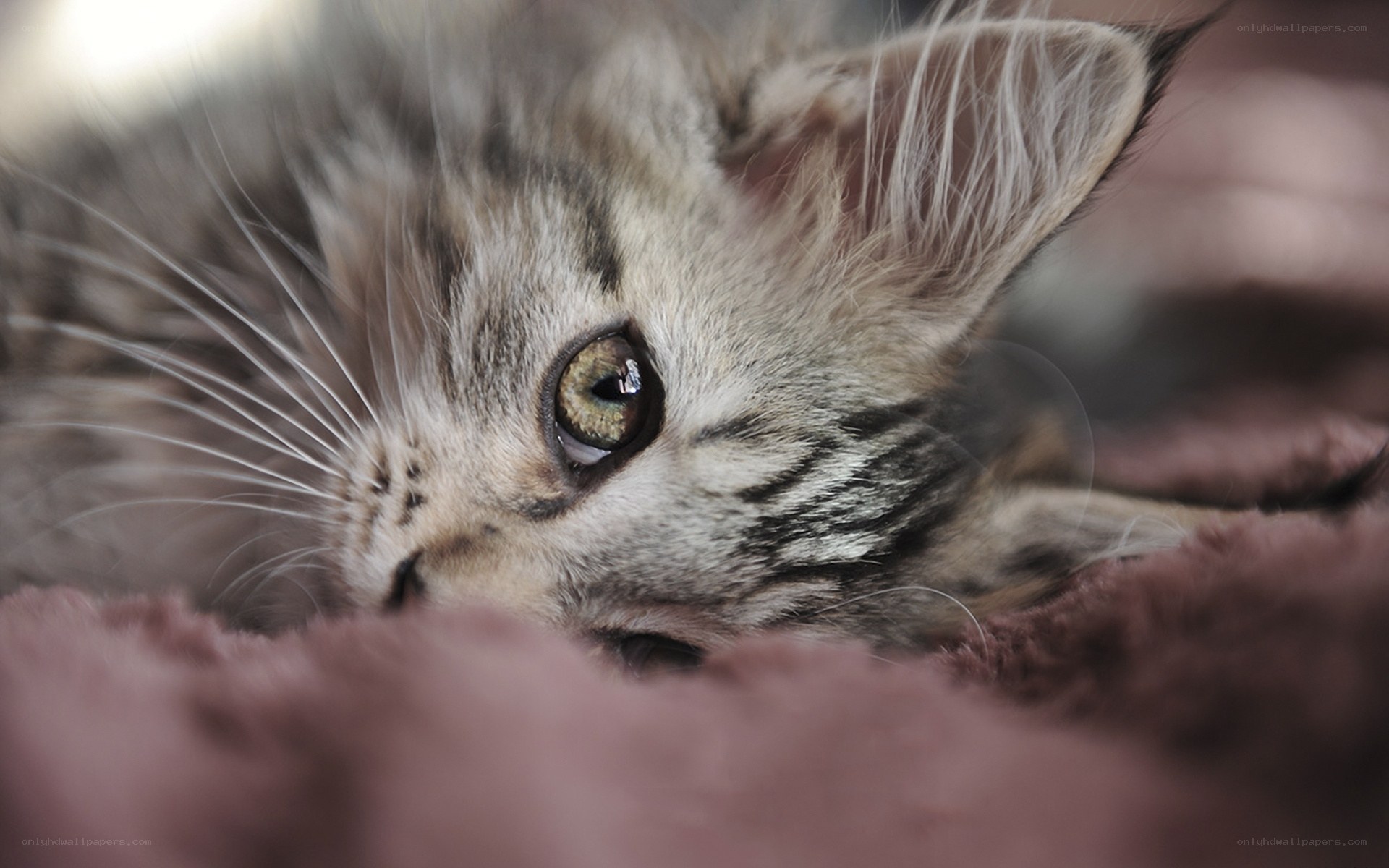 kitten resting on blanket