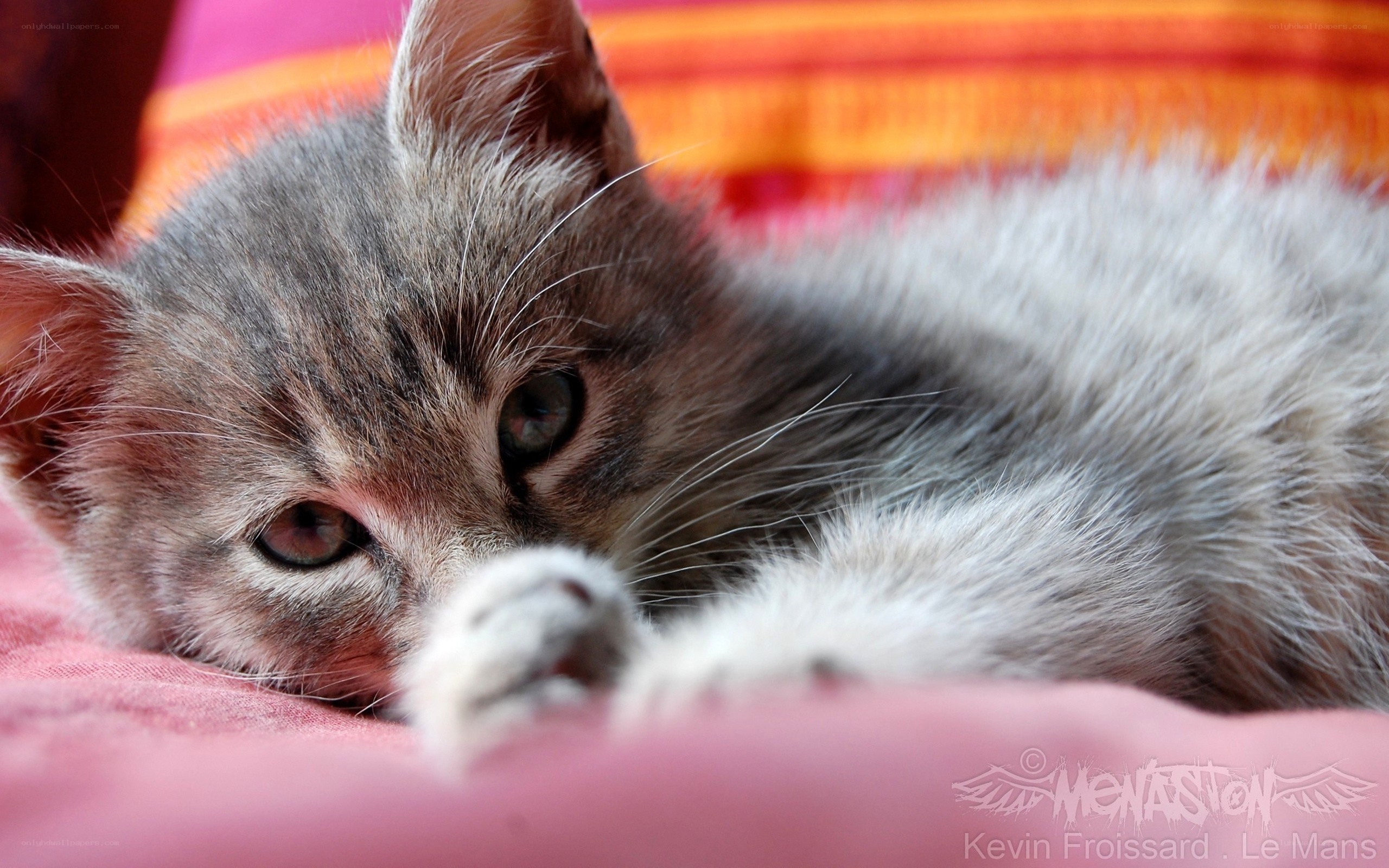 kitten resting on colorful blanket