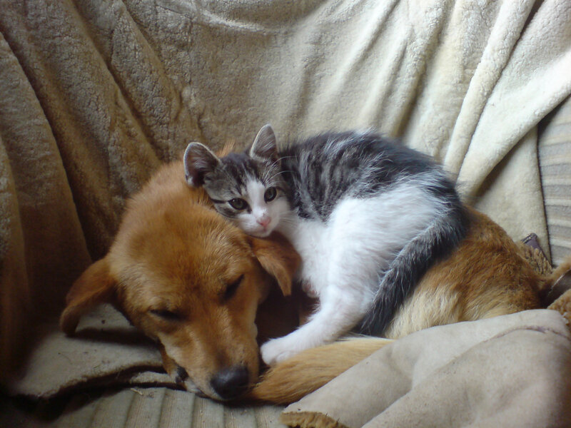 Kitten Resting on Dog