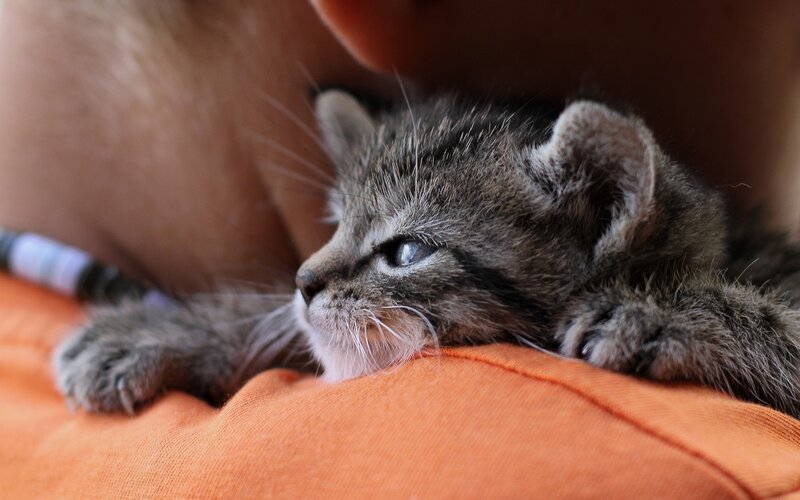 kitten resting on lap