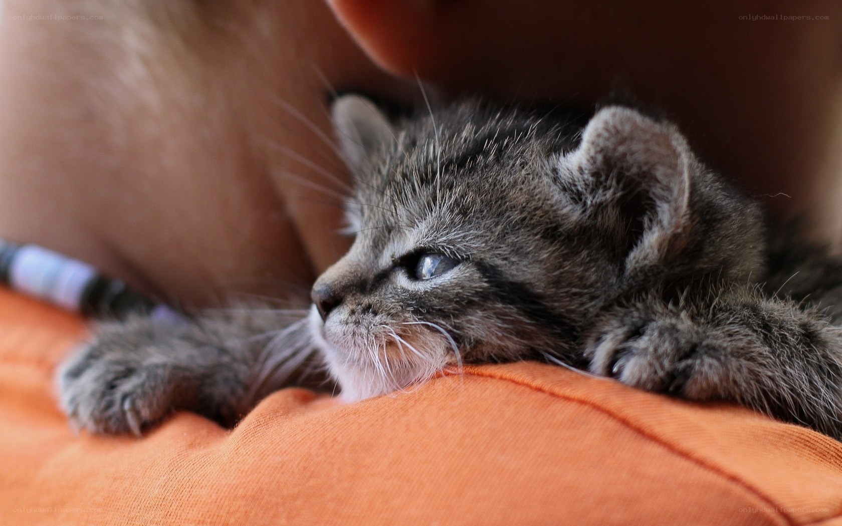 kitten resting on lap