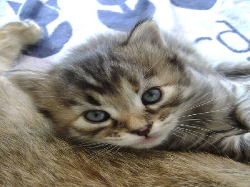 kitten resting on mother