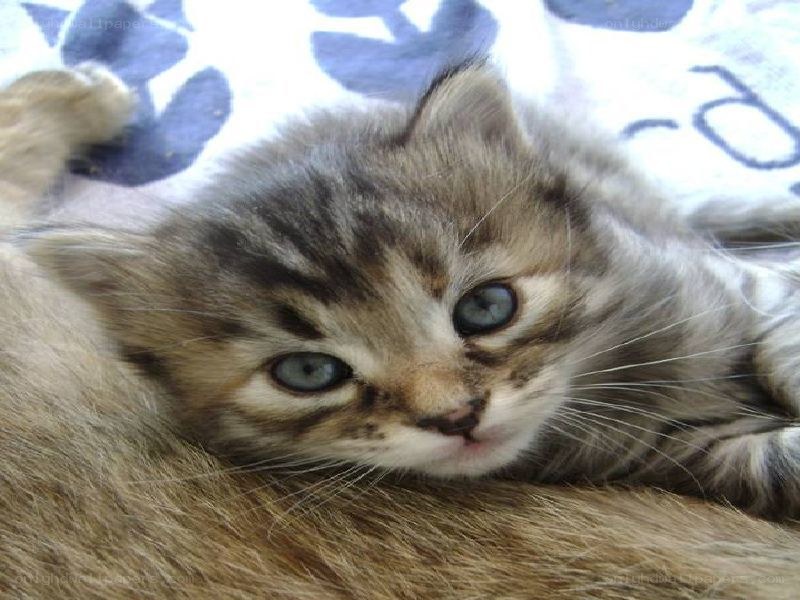 kitten resting on mother