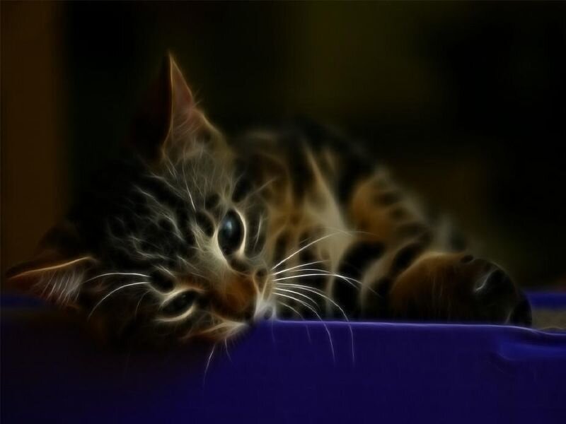 kitten resting on purple surface