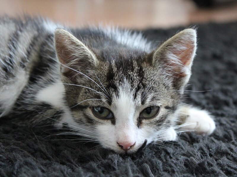 kitten resting on rug