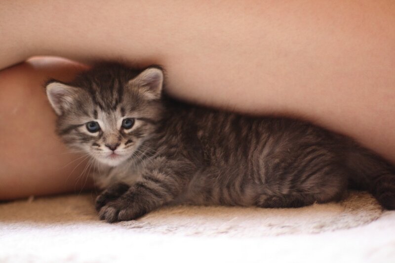 kitten resting under arm