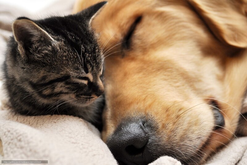 kitten resting with dog