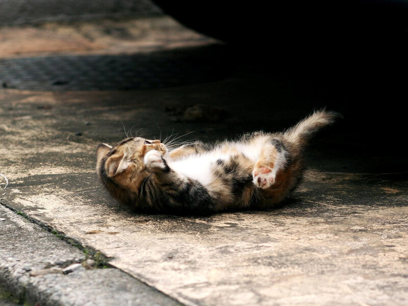 Kitten Rolling on Back — Brown