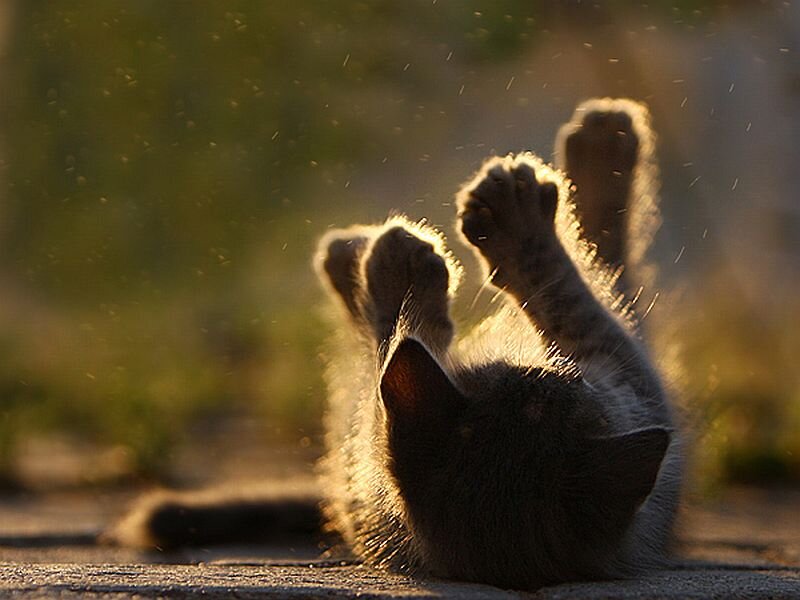 Kitten Rolling on Back