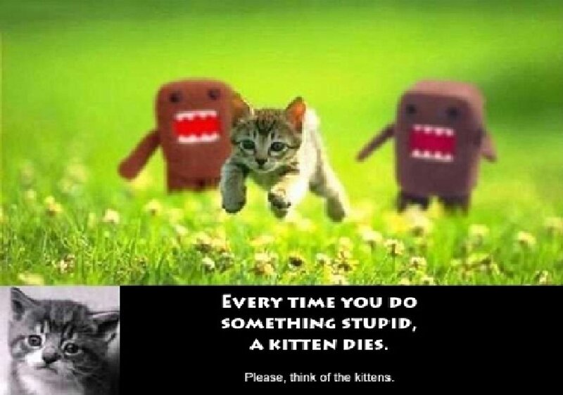 kitten running from Domo