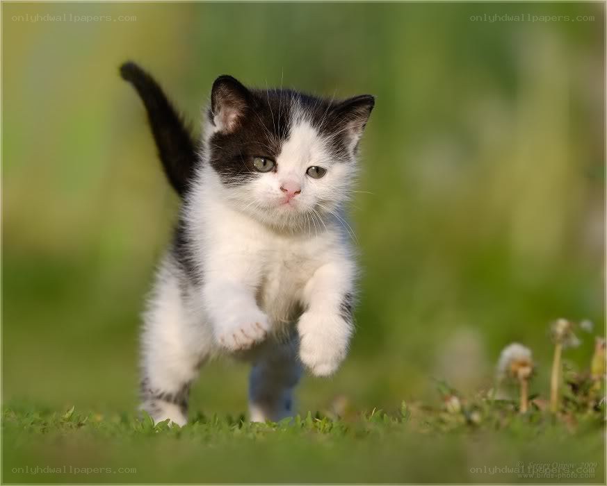 kitten running in grass