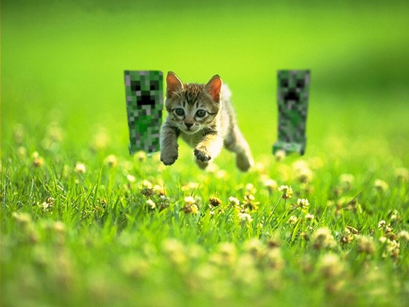 Kitten Running in Grass — Green, Playful