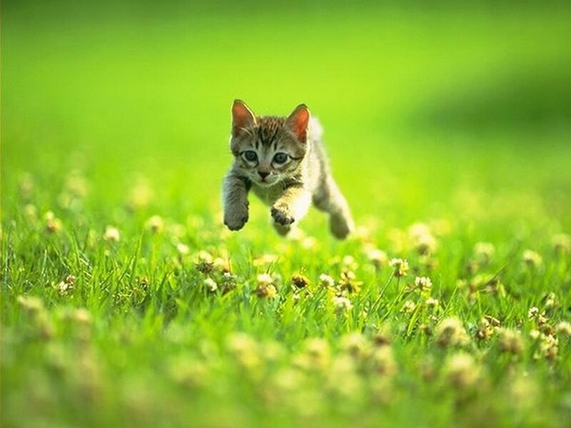 Kitten Running in Grass — Green