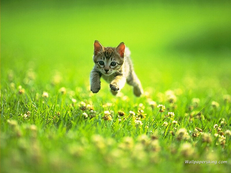 kitten running in grass