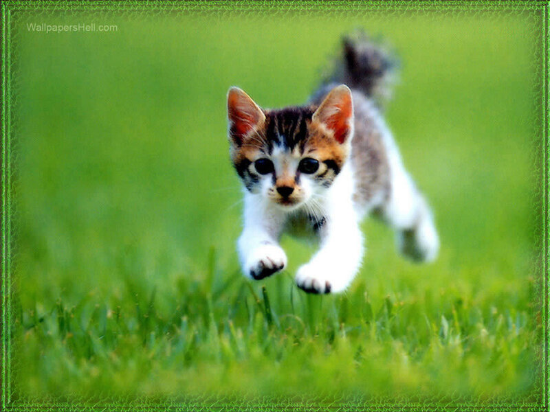 Kitten Running on Grass — Green