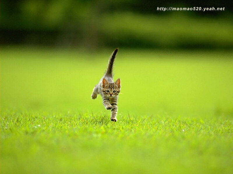 kitten running on grass