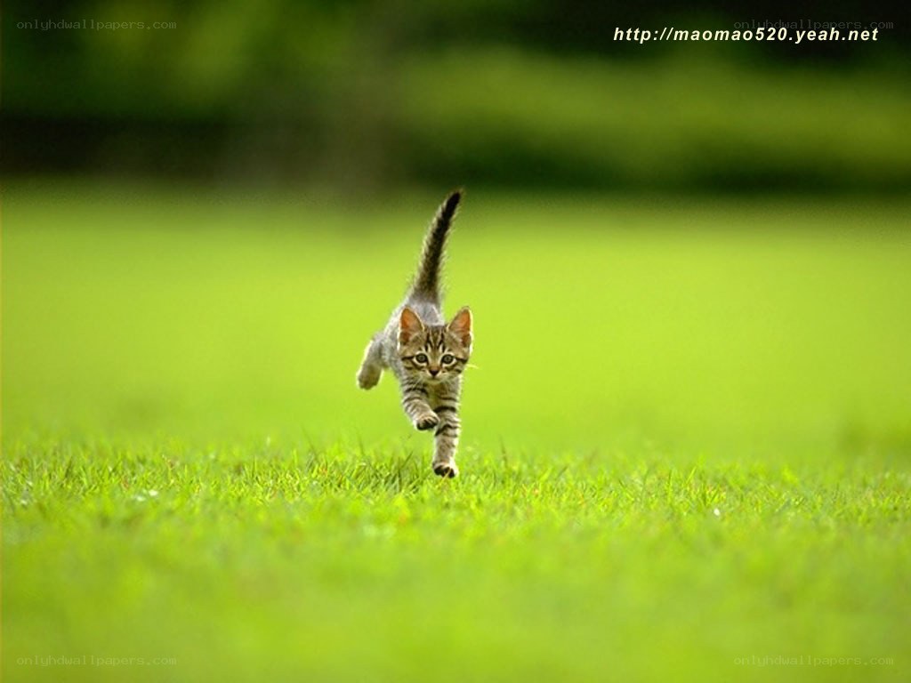 kitten running on grass