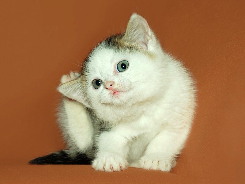 kitten scratching its ear