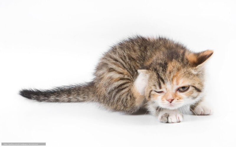 kitten scratching its ear