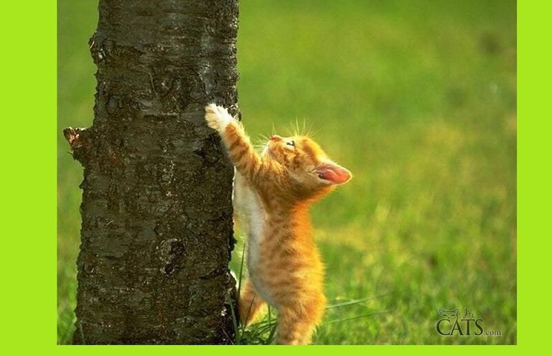 kitten scratching tree trunk