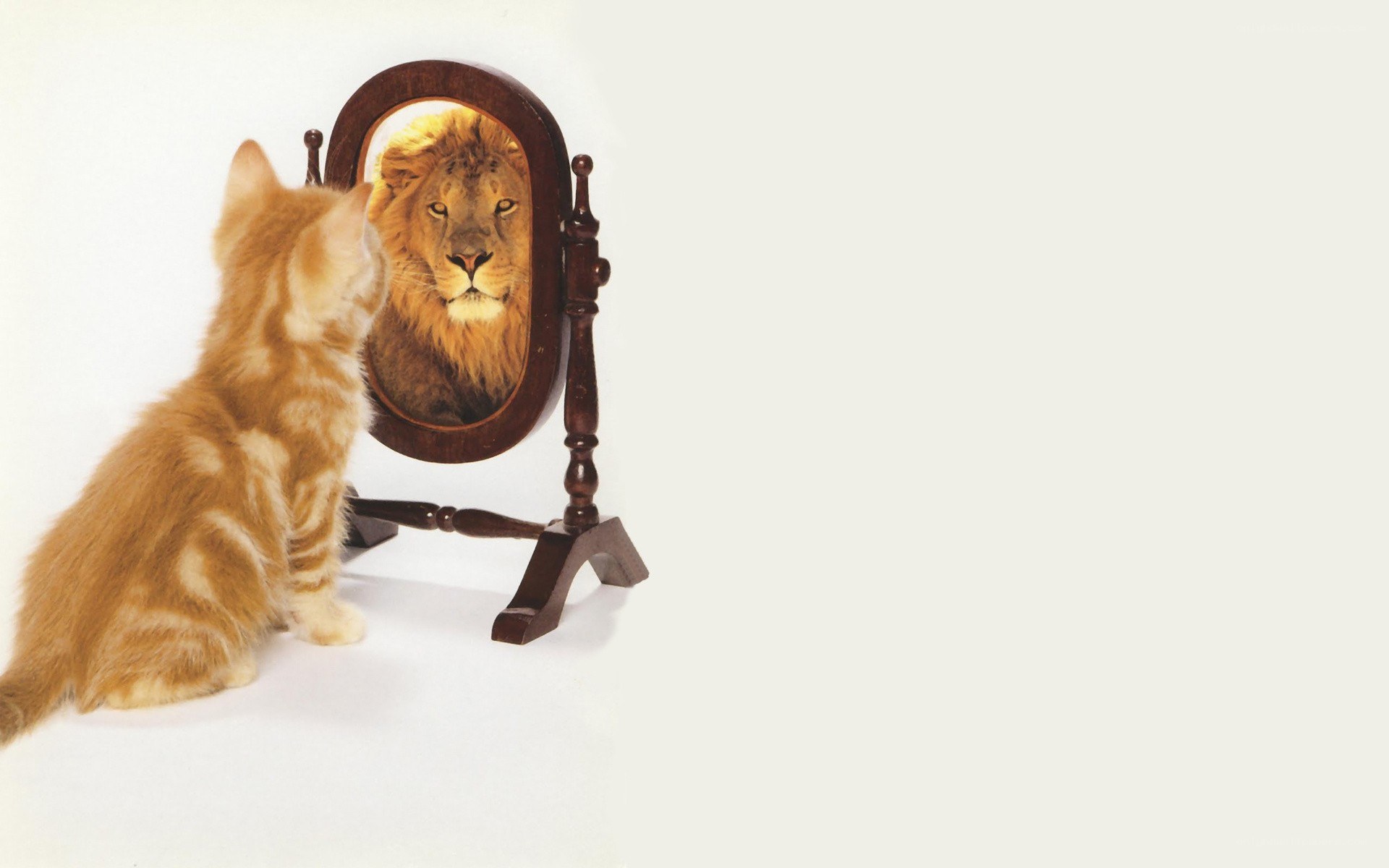 kitten sees lion in mirror