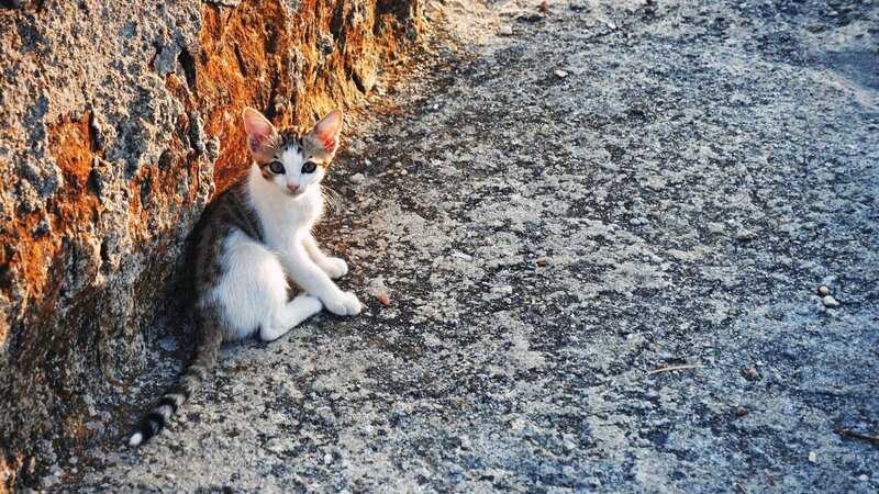 kitten sitting by a rock