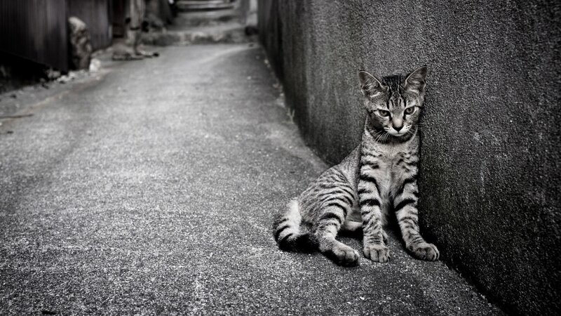 kitten sitting in alley