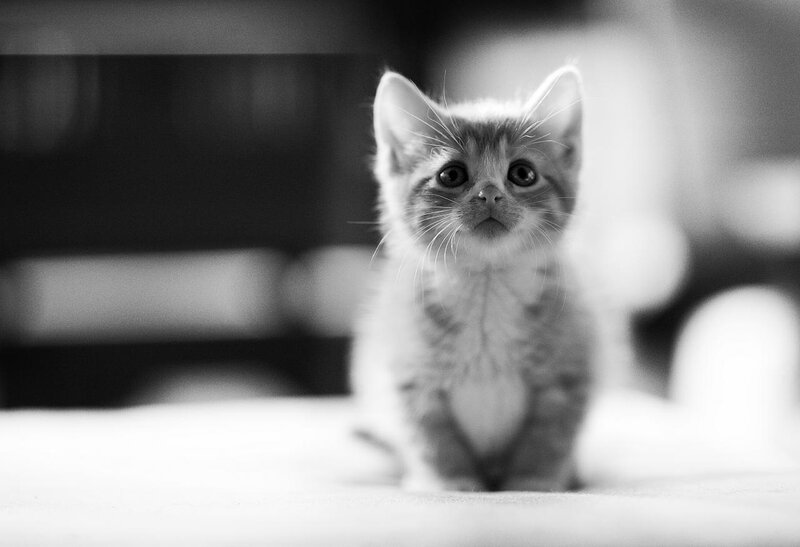 Kitten Sitting on Floor