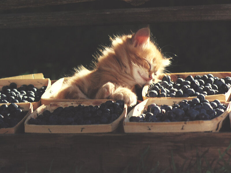 Kitten sleeping among blueberries