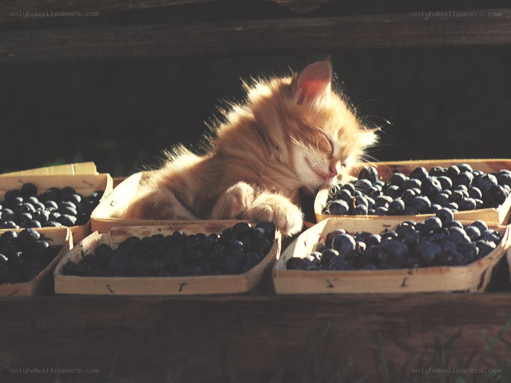 Kitten sleeping among blueberries