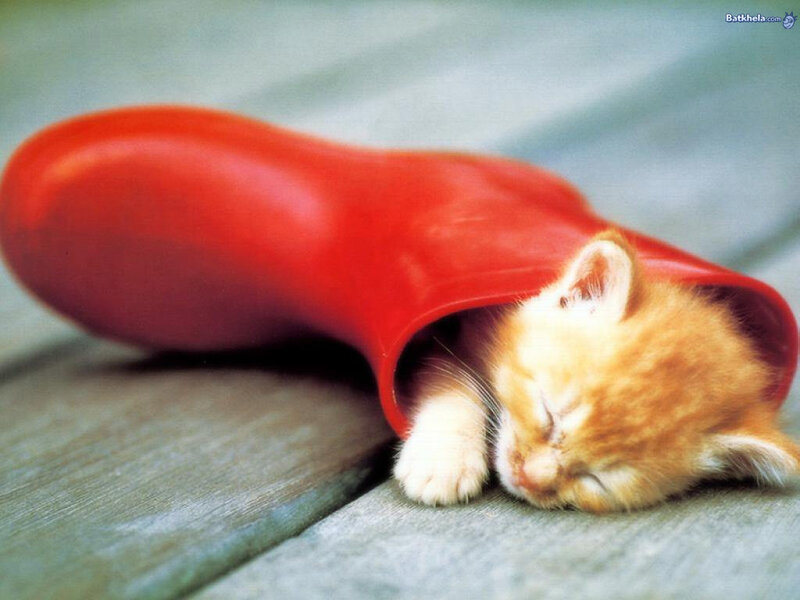 kitten sleeping in boot