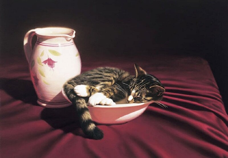 Kitten Sleeping in Bowl