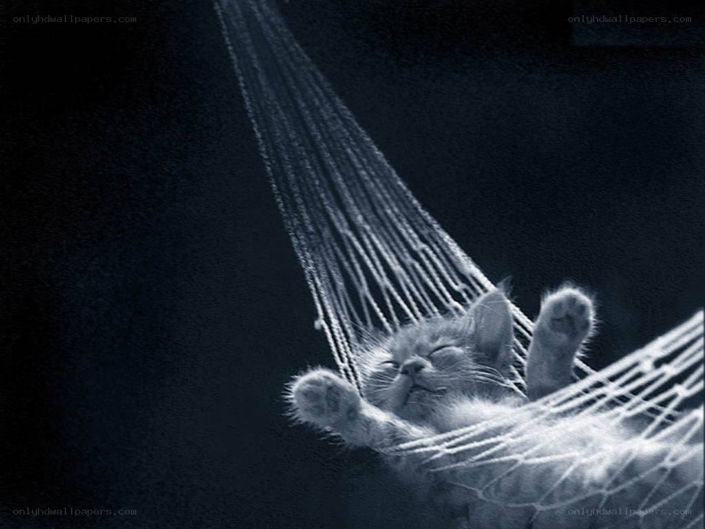 Kitten sleeping in hammock